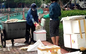 CHÙM ẢNH: Cá chết Hồ Tây được đóng thùng xốp